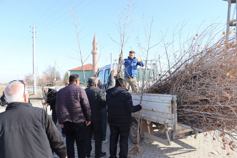 Ereğli'de  Fidan Dağıtımları Başladı